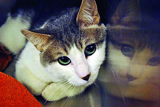 Adopt a friend